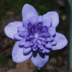 Hepatica nobilis Plena -Peter Hansen No 2- – Bild 2