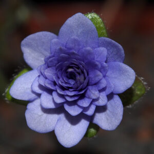 Hepatica nobilis Plena -Peter Hansen No 2- – Bild 3