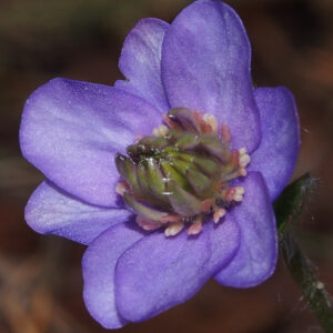 Hepatica nobilis Plena -Peter Hansen No 4-