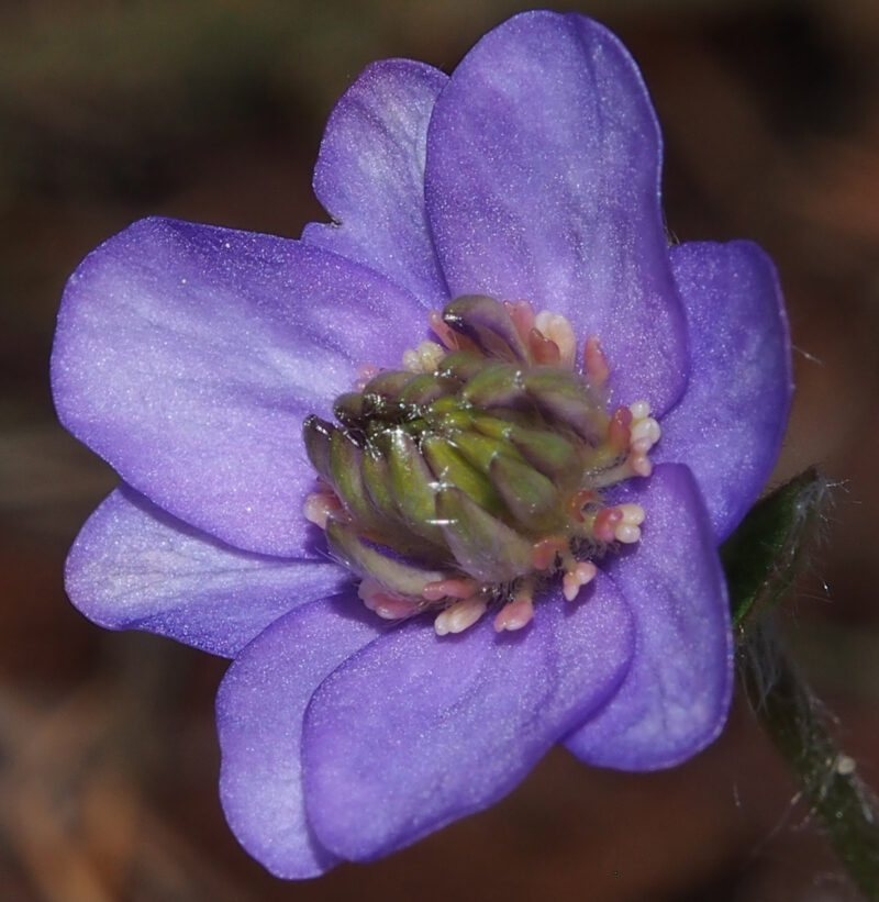 Hepatica nobilis Plena -Peter Hansen No 4-