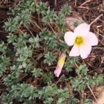 Oxalis adenophylla x laciniata Miwugs