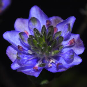 Hepatica nobilis Plena -Peter Hansen No 4-