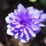 Hepatica nobilis Plena -Dark Eys-