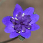 Hepatica nobilis Plena -Contra Dance JP-