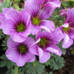 Oxalis adenophylla x laciniata Patagonia