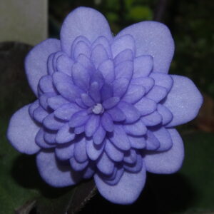 Hepatica nobilis Plena -Peter Hansen No 2- – Bild 4