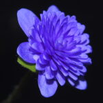 Hepatica nobilis Plena -Peter Petersen-