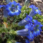 Gentiana angustifolia Pirin Mt. Form