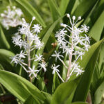 Speirantha gardenia