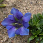 Gentiana acaulis Stumpi