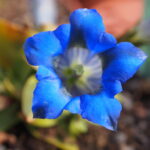 Gentiana clusii Weber No 2