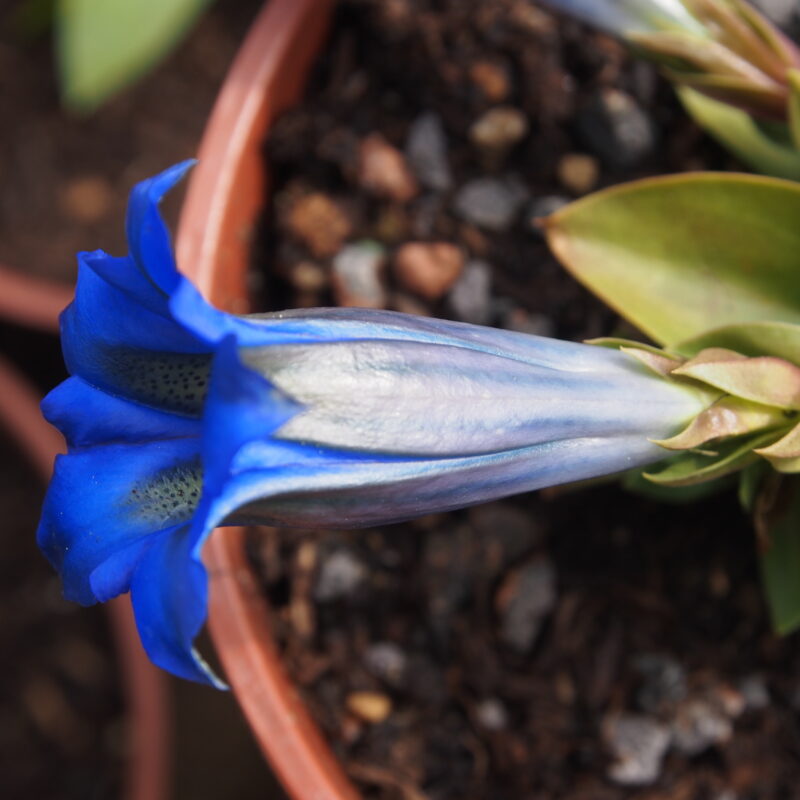 Gentiana clusii Weber No 2