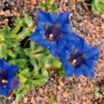 Gentiana acaulis Hohenstein