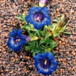 Gentiana acaulis Renate