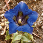 Gentiana acaulis Stauwunder