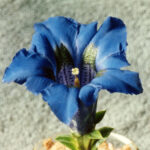 Gentiana acaulis Uri