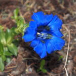 Gentiana occidentalis Dunkle Seide