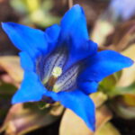 Gentiana clusii var rochelii