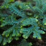 Selaginella unicata