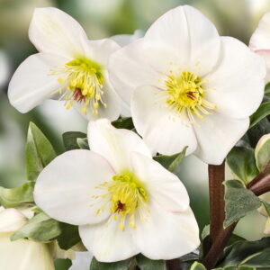 Helleborus x glandorfensis Ice N' Roses®  ' Ivory Blush ' Neu 2024/25