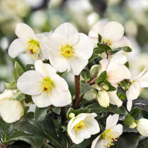 Helleborus x glandorfensis Ice N' Roses®  ' Ivory Blush ' Neu 2024/25 – Bild 2