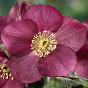 Helleborus x lemperii HGC ® Winter Ballet ® Cozy - Red Neu 2024/25