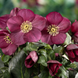 Helleborus x lemperii HGC ® Winter Ballet ® Cozy - Red Neu 2024/25 – Bild 2