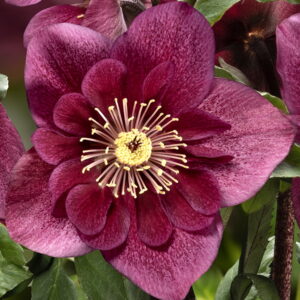 Helleborus x lemperii HGC ® Winter Ballet ® Frilly Ruby - Neu 2024/25