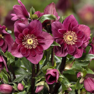 Helleborus x lemperii HGC ® Winter Ballet ® Frilly Ruby - Neu 2024/25 – Bild 2