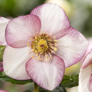 Helleborus x lemperii HGC ® Winter Ballet ® Frostfire - Neu 2024/25