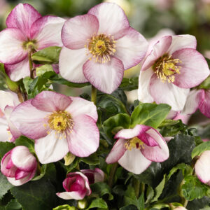 Helleborus x lemperii HGC ® Winter Ballet ® Frostfire - Neu 2024/25 – Bild 2