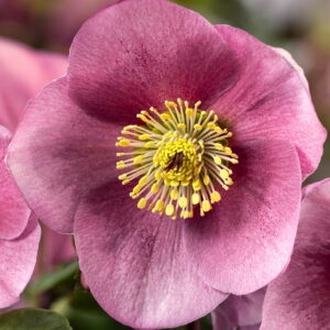 Helleborus x lemperii HGC ® Winter Ballet ® Kacy - Neu 2024/25