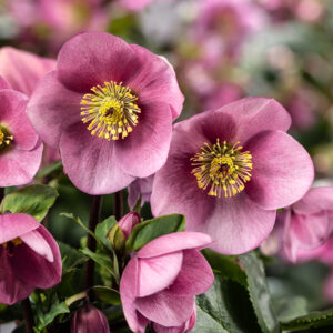 Helleborus x lemperii HGC ® Winter Ballet ® Kacy - Neu 2024/25 – Bild 2