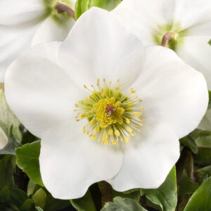 Helleborus x lemperii HGC ® Winter Ballet ® White - Neu 2024/25