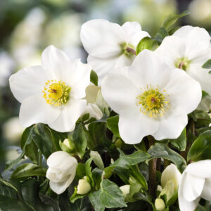 Helleborus x lemperii HGC ® Winter Ballet ® White - Neu 2024/25 – Bild 2