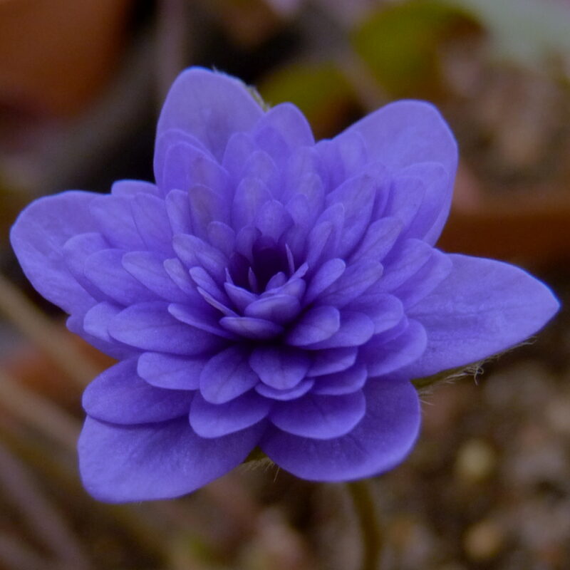 Hepatica nobilis Plena -Kyrvinberg