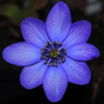 Hepatica x media Shanti JP