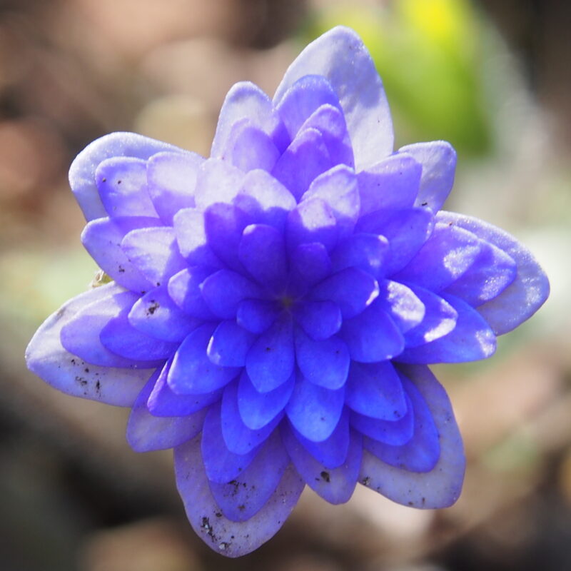 Hepatica nobilis Plena -Brockmann