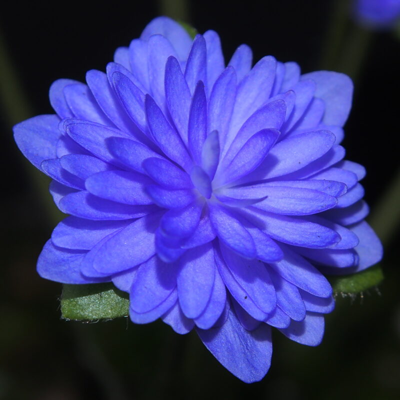 Hepatica nobilis Plena -Jahn