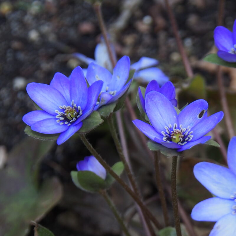 Hepatica x media Shanti JP