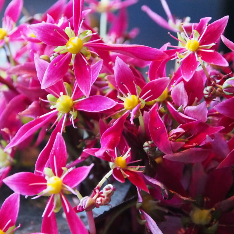 Saxifraga cortusifolia Dancing Pixis ® Taja (Qualität I 1 L Tb)