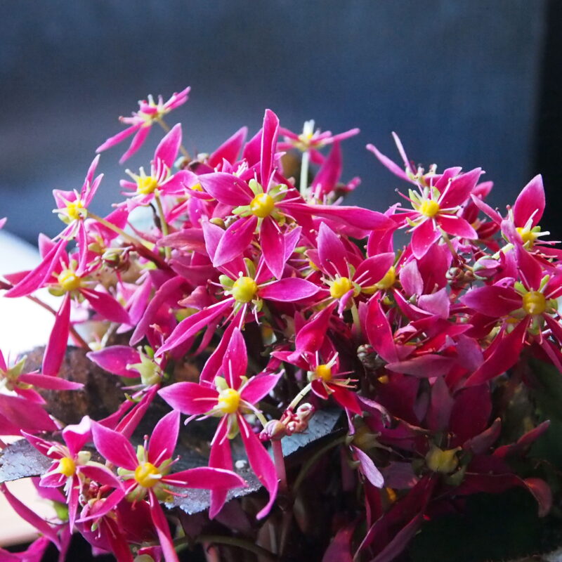 Saxifraga cortusifolia Dancing Pixis ® Taja (Qualität I 1 L Tb)