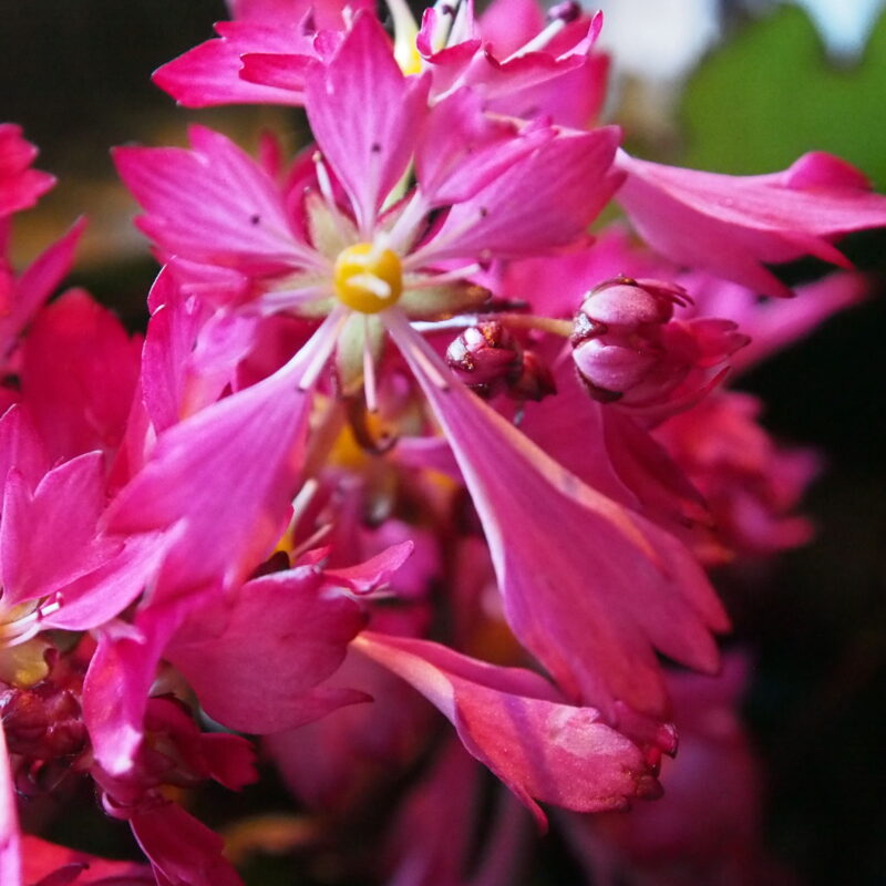 Saxifraga cortusifolia Dancing Pixis ® Tanee (Qualität I 1 L Tb)