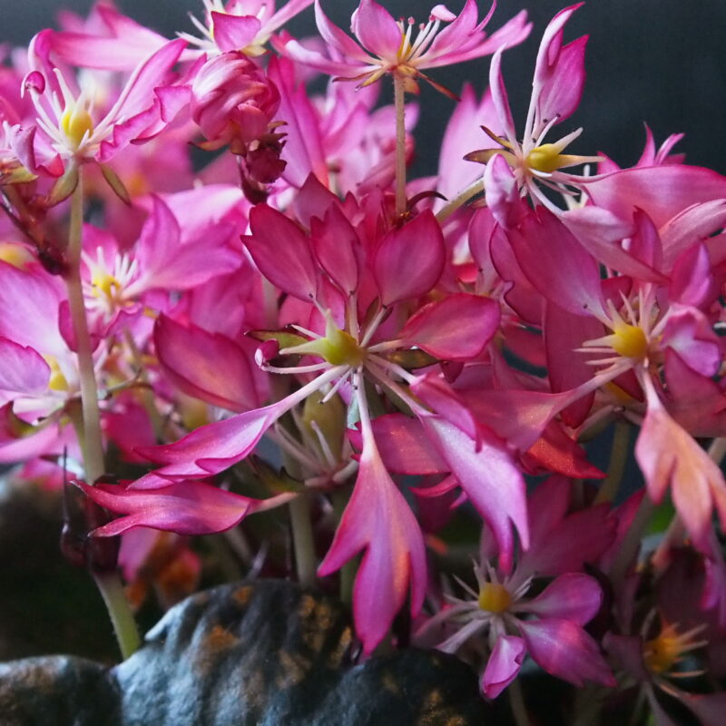 Saxifraga cortusifolia Dancing Pixis ® Tori (Qualität I 1 L Tb)