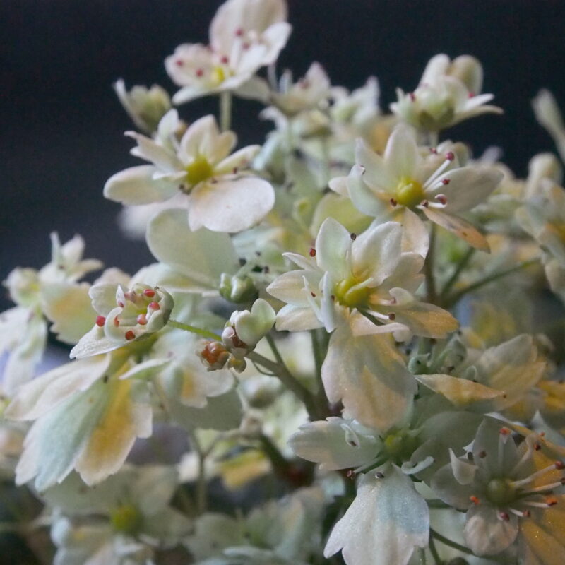 Saxifraga cortusifolia Dancing Pixis ® Tracy (Qualität I 1 L Tb)