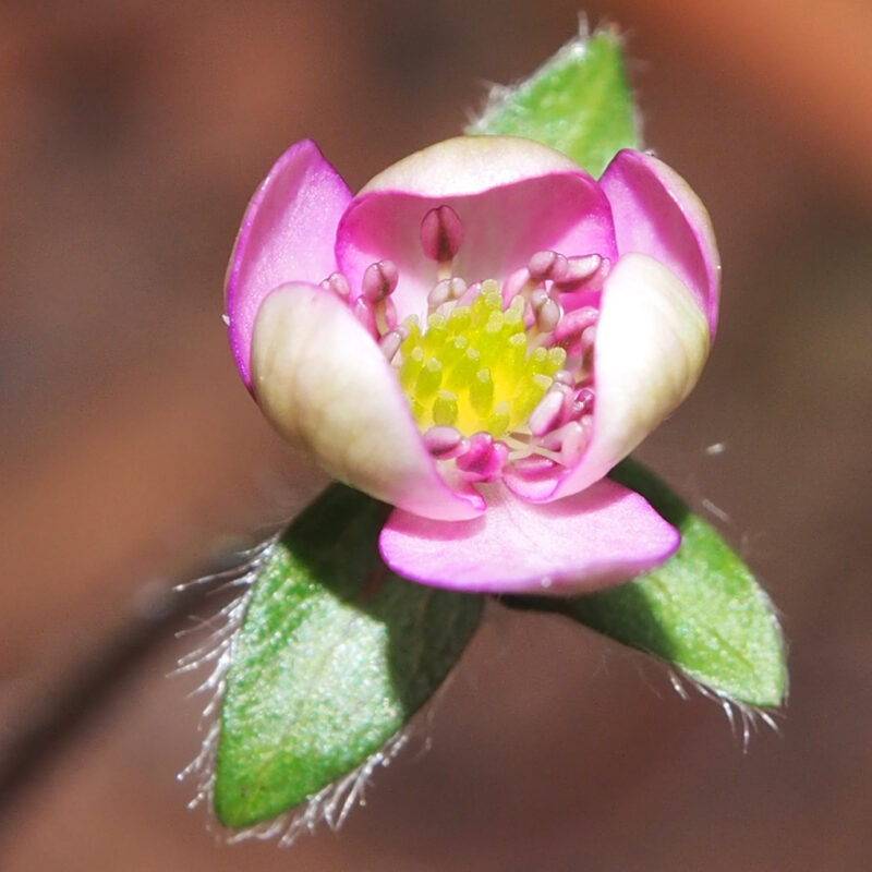 Hepatica x falconeri x nobilis Bente JP