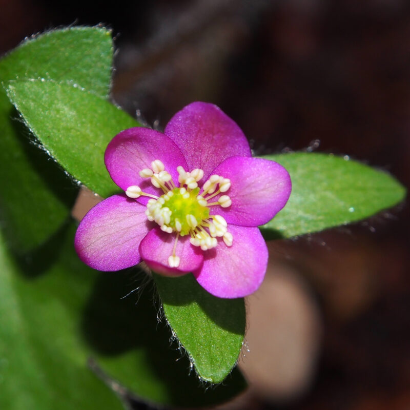 Hepatica x falconeri x nobilis Sandy JP