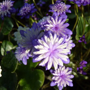 Hepatica japonica Tensei – Bild 2
