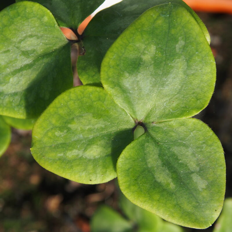 Hepatica nobilis var. pyrenaica f. crenatiloba Ute's Dreiblatt