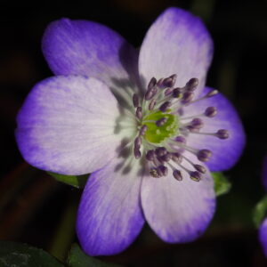 Hepatica japonica Asamoya – Bild 2